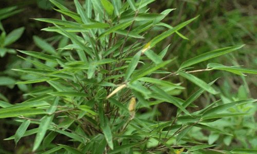 熊猫最爱吃的10种食物