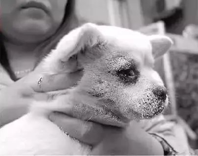 600万粉丝博主否认用针虐狗!小狗难道真的这么会演吗?