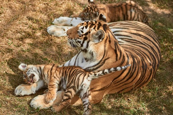 老虎会吃自己的孩子吗