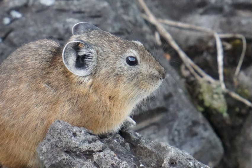 瞎子摸象指12生肖什么动物