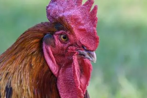 明日黄花打一正确生肖