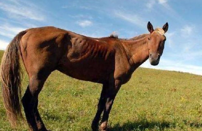 瘦马是什么意思