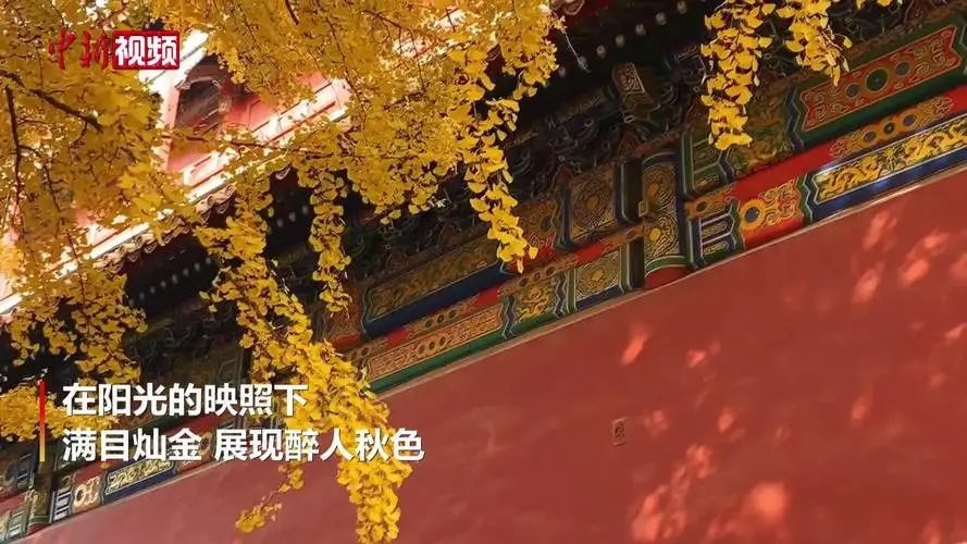 故宫的红遇上秋天的黄，打翻了上帝的调色盘，故宫的秋天到底有多美？