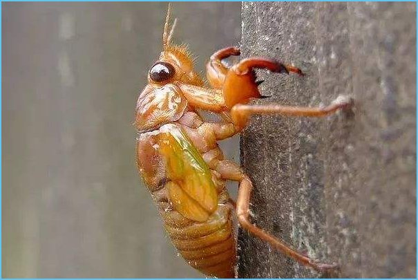 如何捕捉知了的幼虫?如何看出知了的洞？