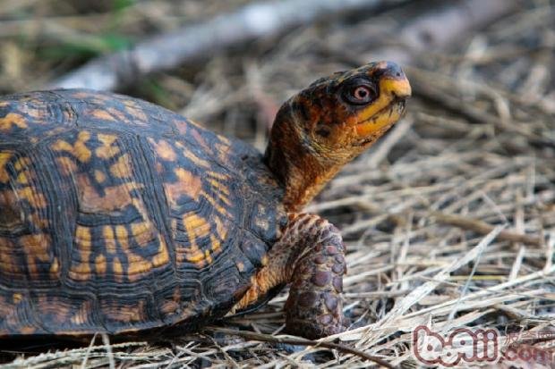 巴西龟得腐甲病怎么治？