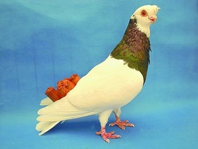 怎么给信鸽带哨