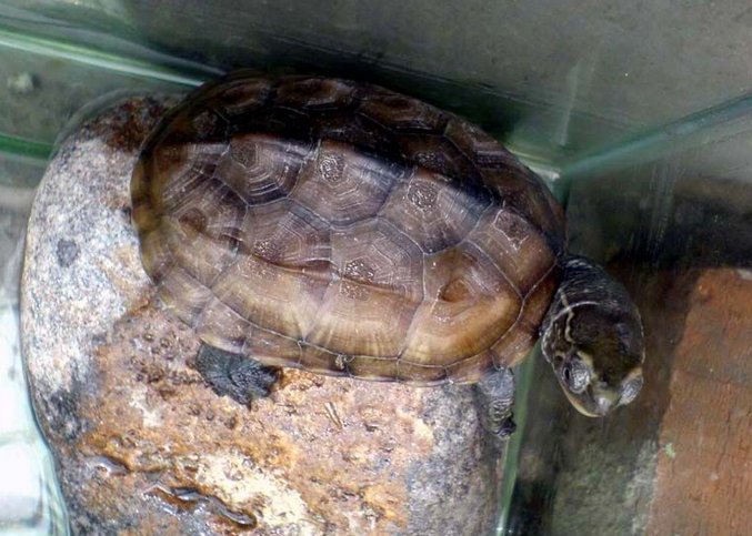 石板龟的外形特征