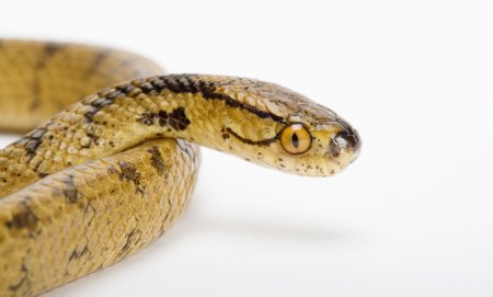 桃腮杏脸意思是什么生肖