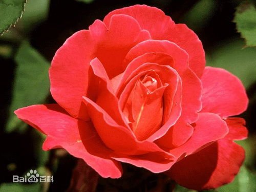 花儿为什么那么红