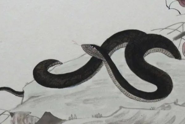 勤俭持家打一动物生肖