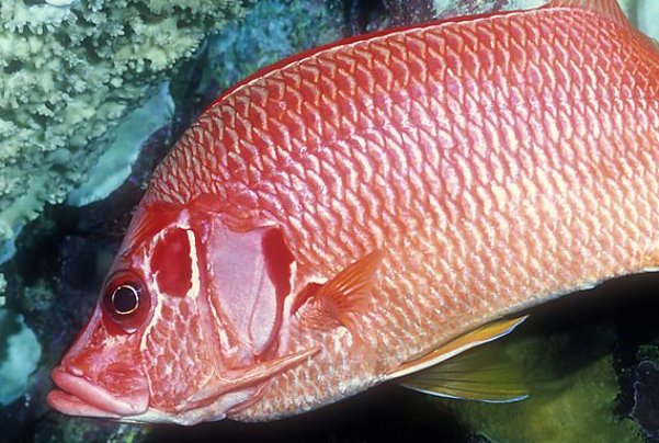 你非池中鱼 怎知池中事.什么意思呢