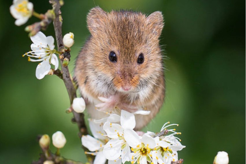 瞎子摸象指12生肖什么动物