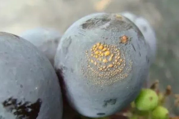 炭疽拼音怎么读