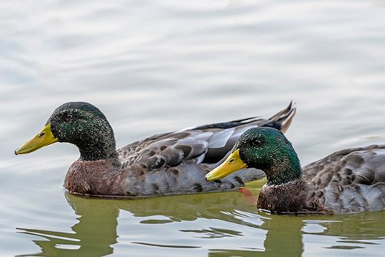 鸭子在冰面行走为什么不怕冷