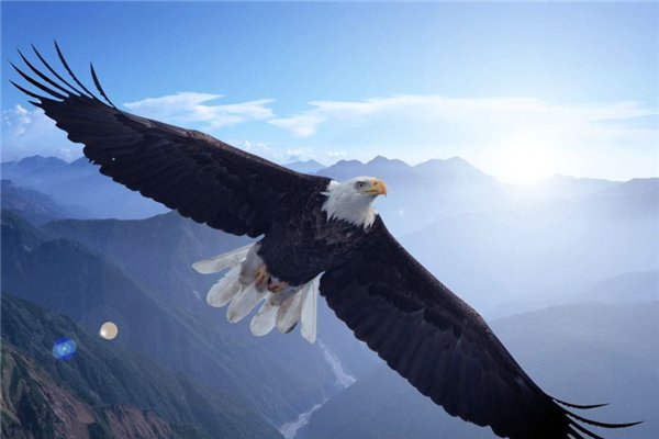 老鹰和大雕的区别是什么