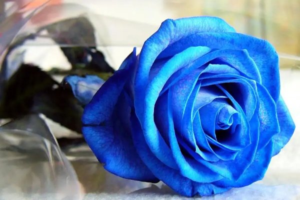 蓝色玫瑰的花语是什么意思