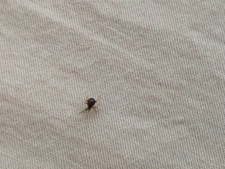 房间内发现蜱虫，请问如何杀灭