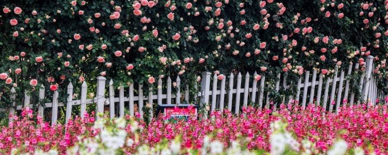 花市是哪个网站