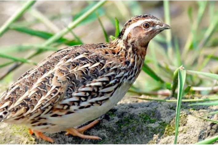 破烂不堪比喻什么动物