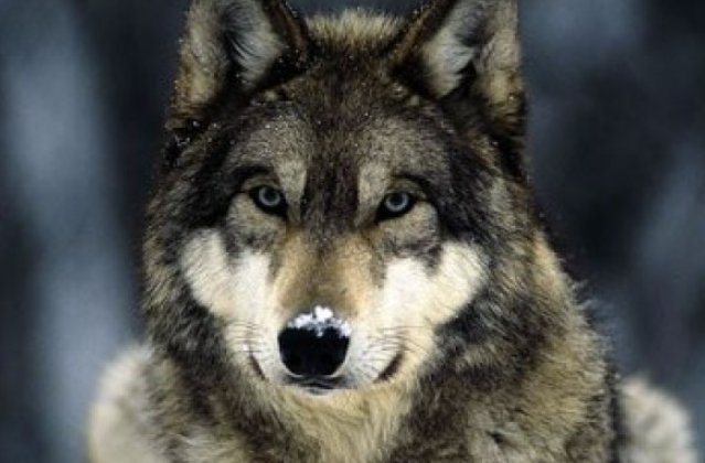 狼的战斗力排名