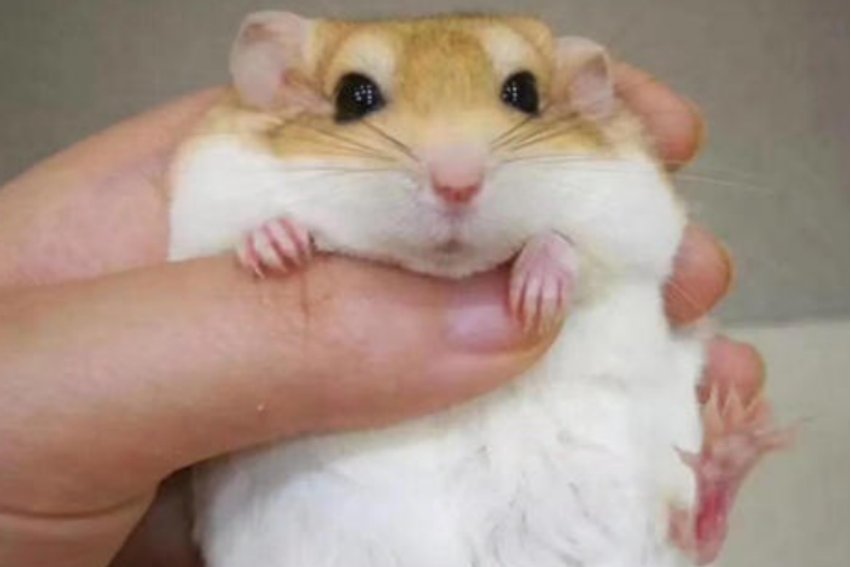 瞎子摸象指12生肖什么动物