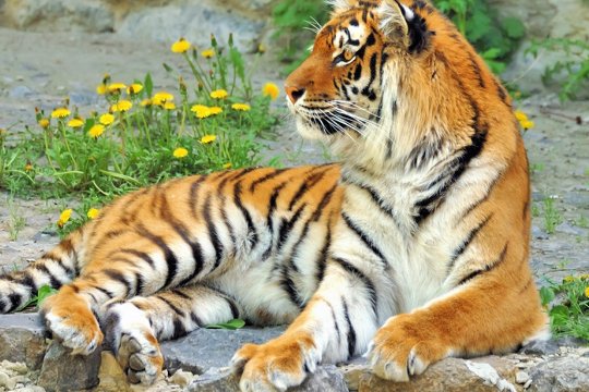 骨肉相亲什么生肖