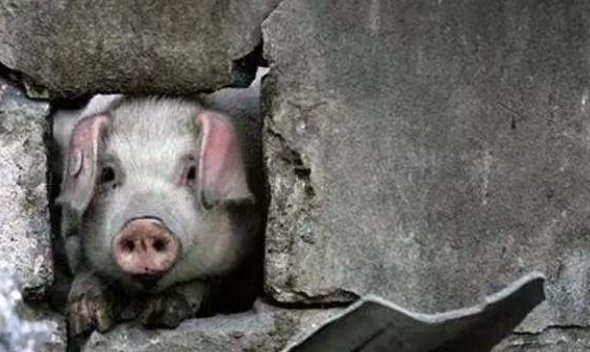 “猪坚强”回家了，它在那场灾难中经历了什么？