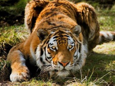 外逃老虎被击毙，官方是怎么回应的？