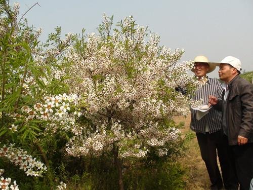 文冠果种子的介绍