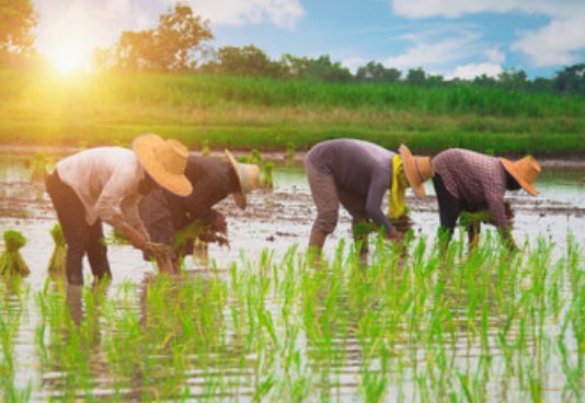 梦见插秧是什么预兆梦见插秧是什么意思