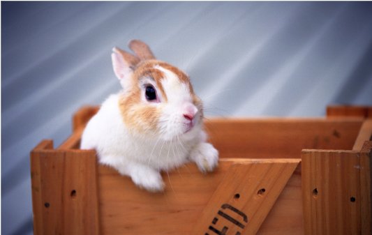 日月如梭最佳生肖