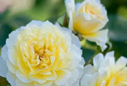 钱金玉舍生取义的介绍