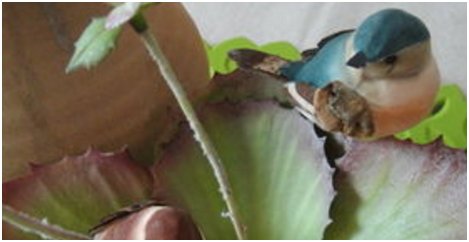 所谓的“雀不飞”，到底是什么原理？