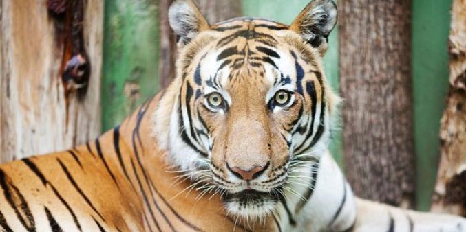 真正的万兽之王是谁?