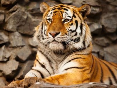 外逃老虎被击毙，官方是怎么回应的？