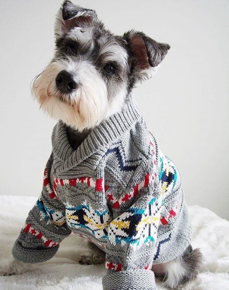 迷你雪瑞纳多少钱一只