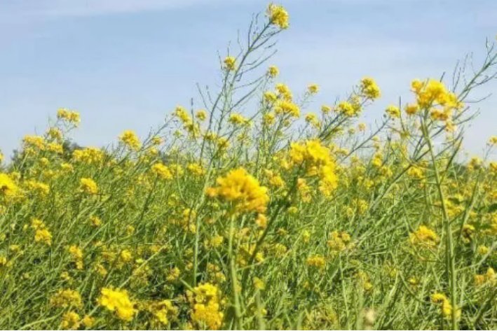 江西婺源油菜花最佳时间2023