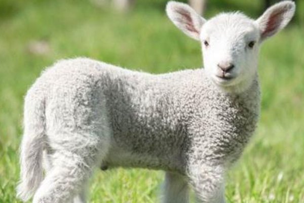 生旦净丑打一个准确生肖