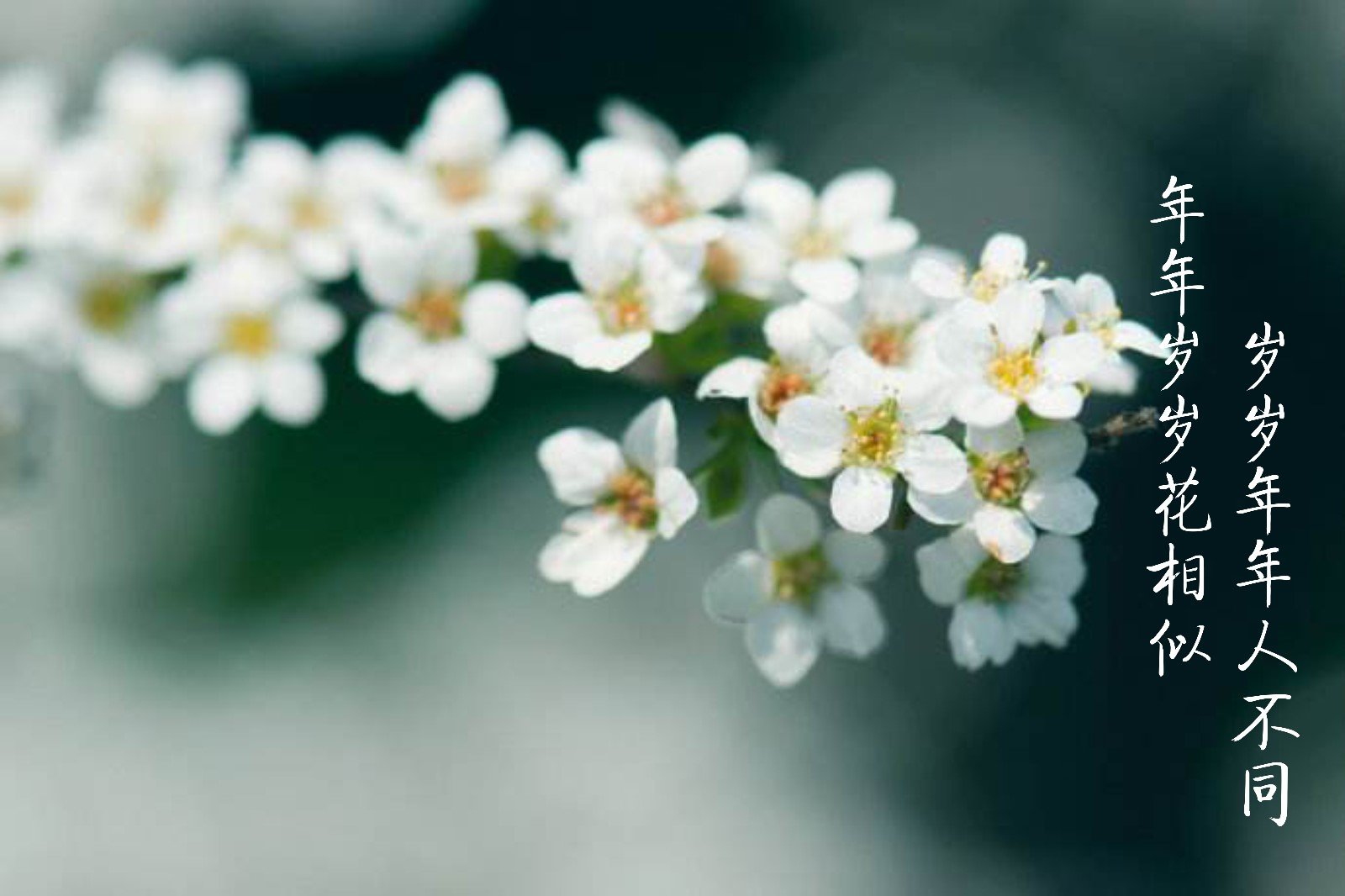 年年岁岁花相似 岁岁年年人不同 年年有今日 岁岁有今朝的意思是什么?