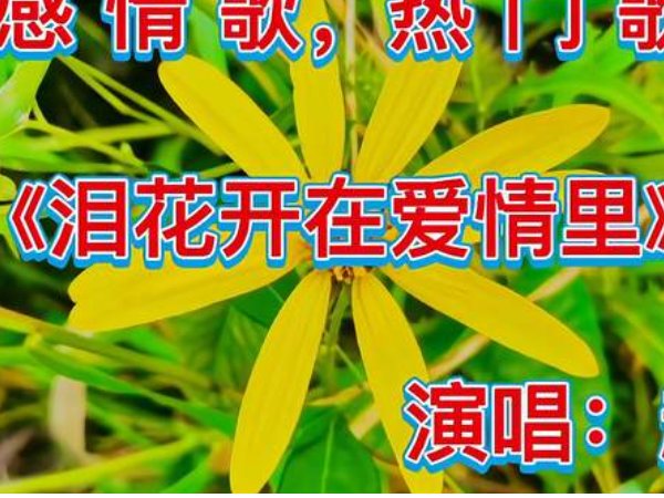 泪花开在爱情里原唱