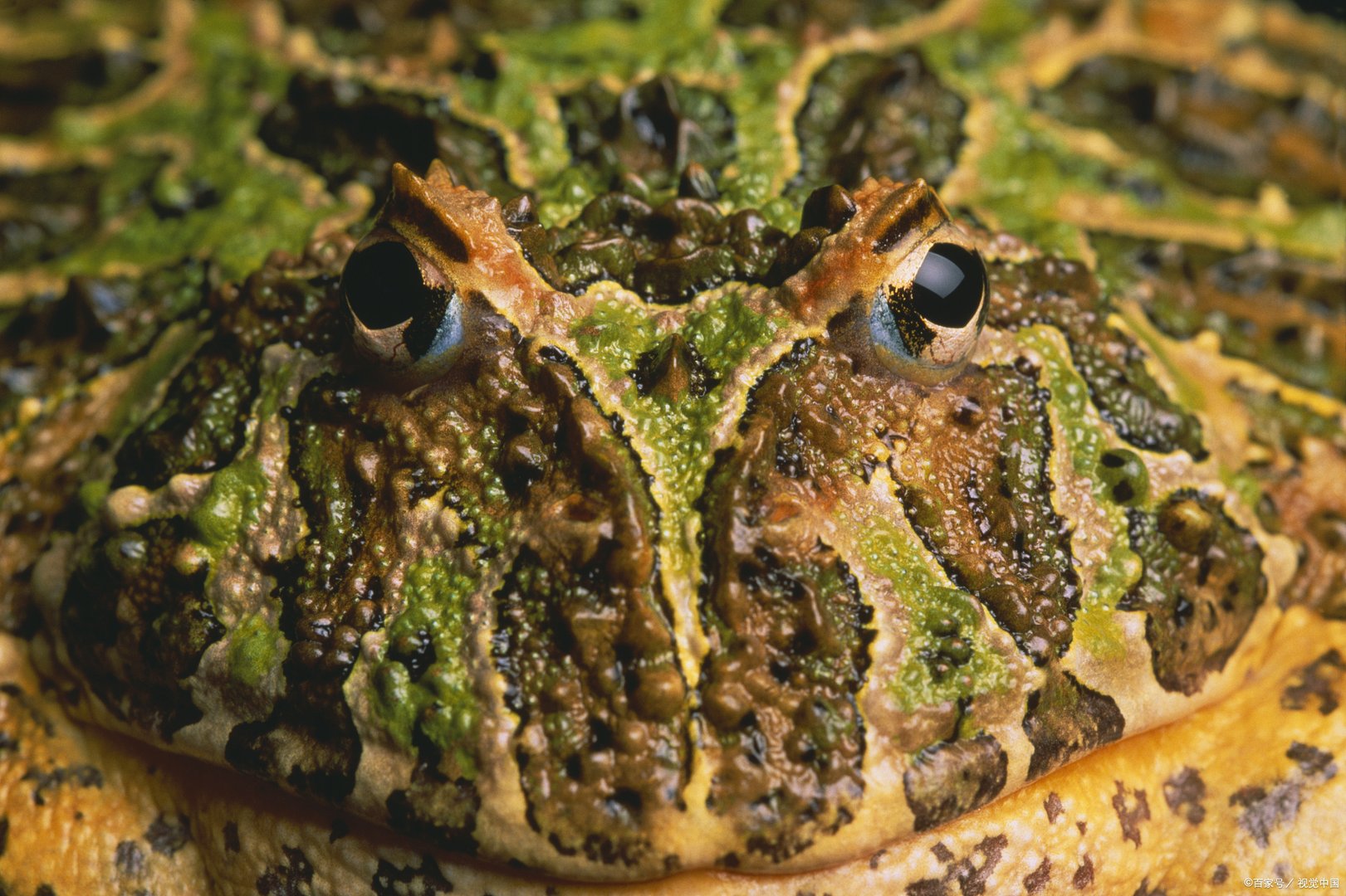 角蛙在宠物蛙中可是网红级别的存在,那么角蛙好养吗?