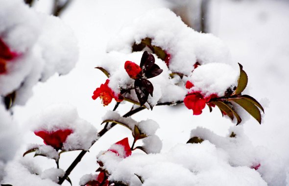 瑞雪带来好运的句子