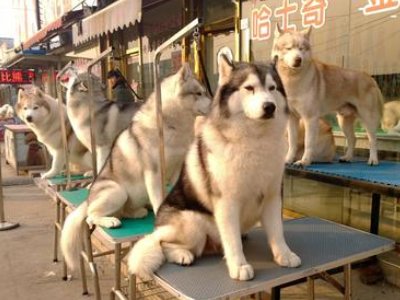 北京哪里有卖狗狗的地方？最好是宠物市场