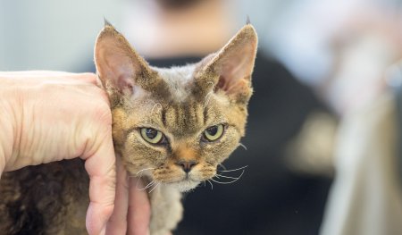 浮躁的意思是什么