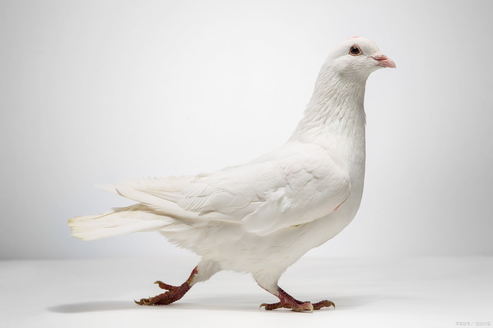 听说鸽子的养殖市场很不错，想问一下新手养殖什么品种比较好呢？