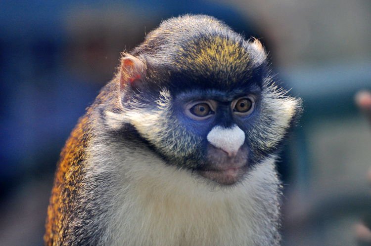 大白鼻长尾猴的介绍