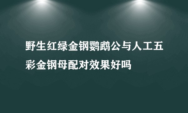 野生红绿金钢鹦鹉公与人工五彩金钢母配对效果好吗