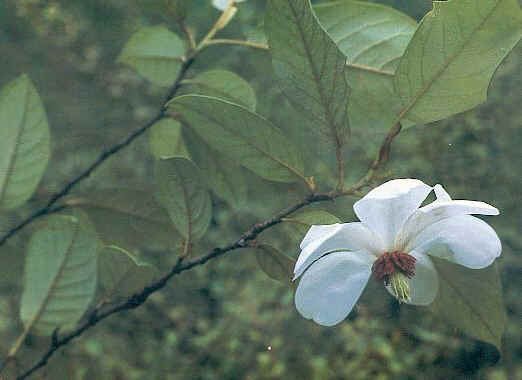 西康玉兰的介绍