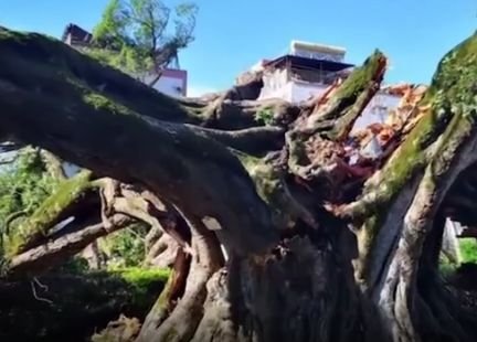广东一棵千年古榕树突然倒塌，它还有没有抢救的余地？