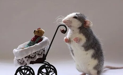 临危不惧猜一准生肖